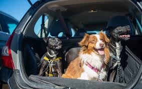 Paw-sitively Perfect Rides: Top Cars for Your Four-Legged Companions
