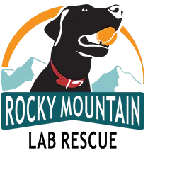 February Blog Spotlight on #CarDeals4Dogs
